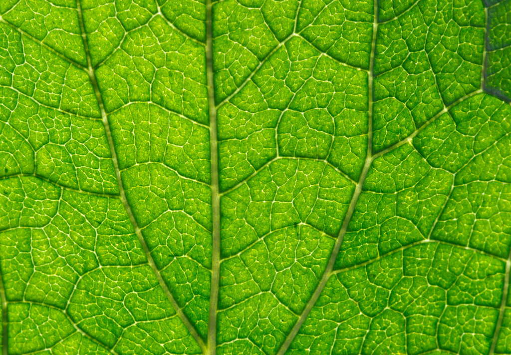  zelený list  - Fotografie, Obrázek