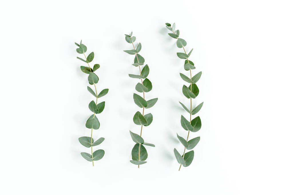 Grüne Blätter Eukalyptus isoliert auf weißem Hintergrund. - Foto, Bild