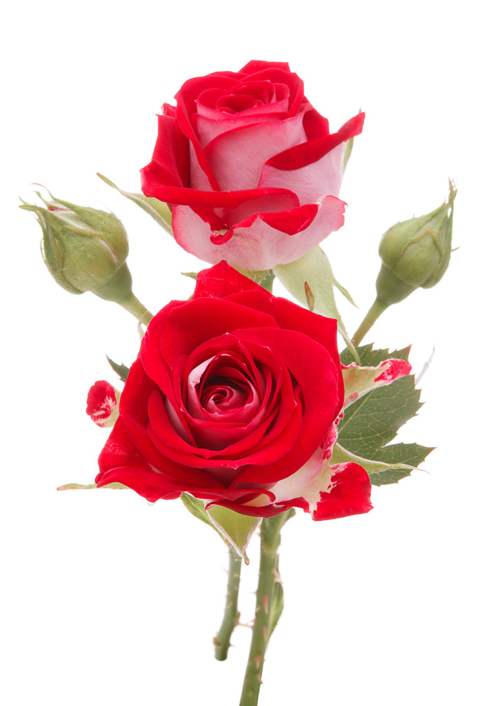 bukiet czerwony kwiat róży na białym tle na białe tło wyłącznik - Zdjęcie, obraz
