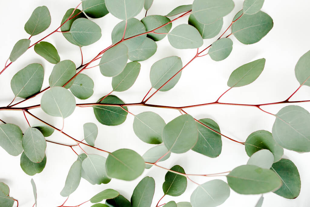 Texture green leaves eucalyptus isolated on white background. - Photo, Image