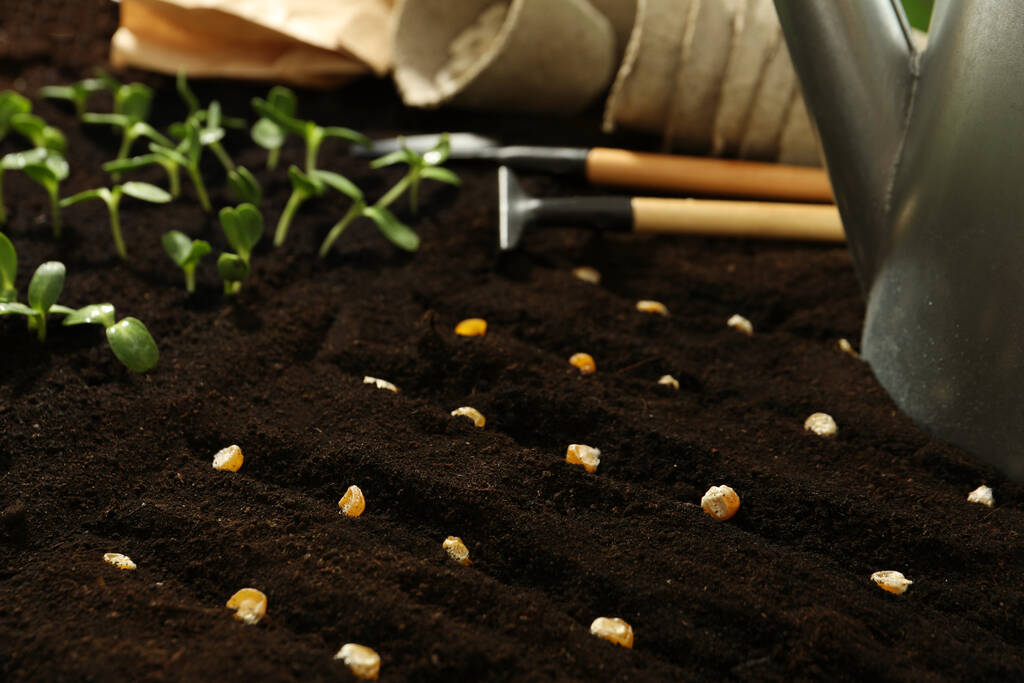 Outils de jardinage, semences de maïs et plants de légumes dans un sol fertile - Photo, image