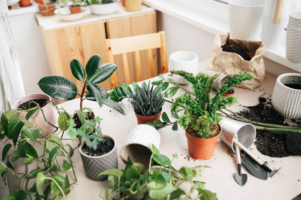 Садовые инструменты, различные виды комнатных растений на столе, готовые к пересадке. Выращивание плантаций - Фото, изображение
