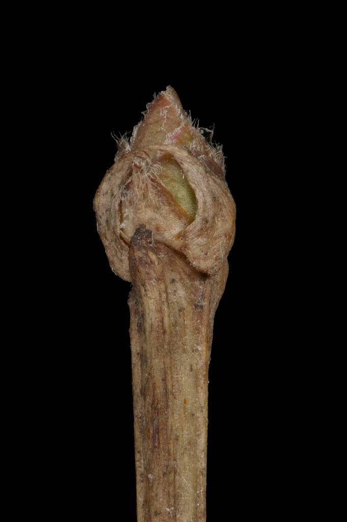 Venäläinen Spiraea (Spiraea media). Pseudoterminaali Bud lähikuva - Valokuva, kuva