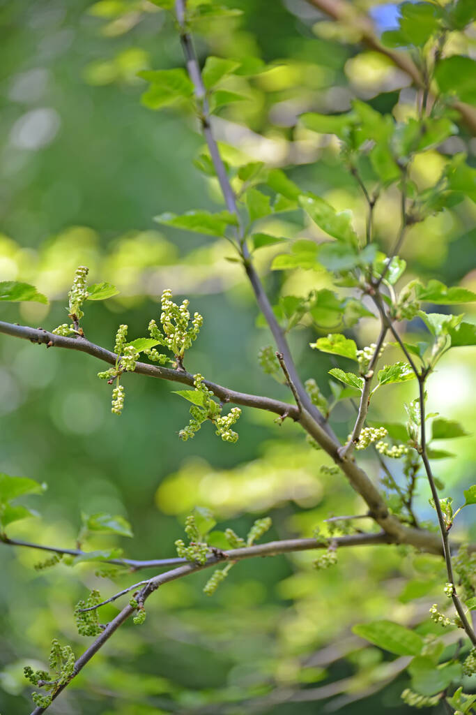Egy eperfa rügyeivel és fiatal leveleivel borított ág (Morus nigra L.). - Fotó, kép