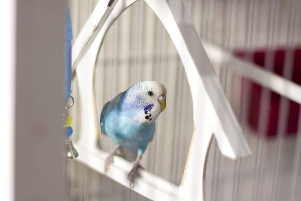 Ένας παπαγάλος. Ένας μπλε παπαγάλος κάθεται σε ένα κλουβί. Πουλερικά. Ένας παπαγάλος σ 'ένα κλουβί. - Φωτογραφία, εικόνα