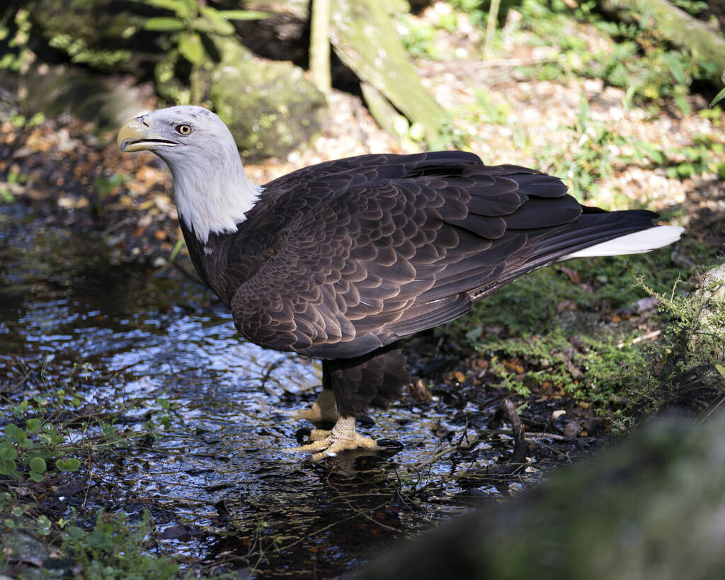 Bald Eagle γκρο πλαν προφίλ στο νερό κοιτάζοντας προς τον ουρανό με φύλλωμα φόντο εμφανίζει καφέ φτέρωμα, σώμα, λευκό κεφάλι, μάτι, ράμφος, νύχια, στο περιβάλλον και το περιβάλλον του. - Φωτογραφία, εικόνα