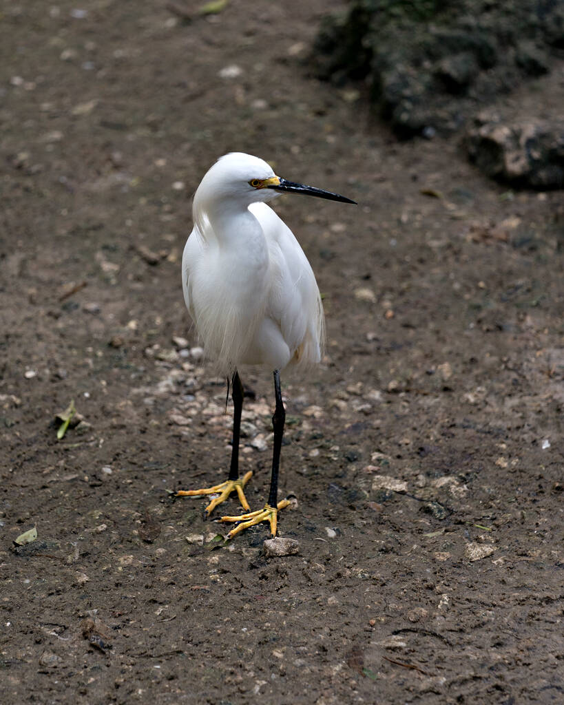 Snowy Egret lähikuva seisoo ja paljastaa sen elin, pää, nokka, silmä, jalat, keltaiset jalat sen ympäristössä ja elinympäristössä. Snowy Egret Stock valokuva. Kuva. Kuvassa. Muotokuva. - Valokuva, kuva