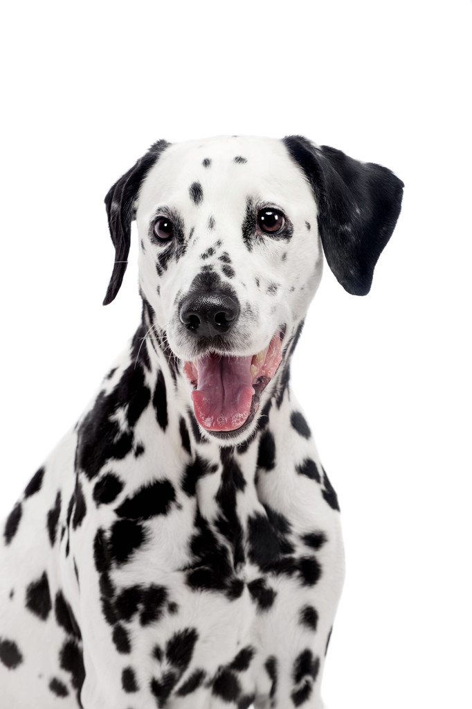 beyaz izole Dalmaçya köpeği - Fotoğraf, Görsel