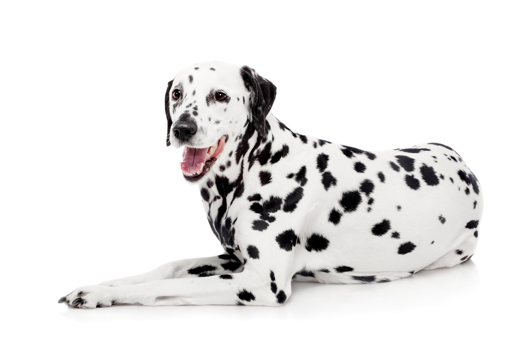 Dalmatin pes, izolované na bílém - Fotografie, Obrázek