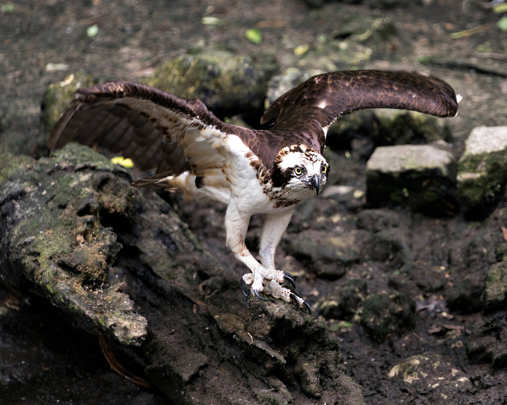Osprey γκρο πλαν προβολή προφίλ στέκεται σε βρύα βράχους και εμφανίζει απλωμένα φτερά, ράμφος, μάτια, νύχια, καφέ φτερά φτέρωμα στο περιβάλλον και το περιβάλλον του. Osprey Στοκ Φωτογραφία. Εικόνα. Φωτογραφία. Πορτρέτο. - Φωτογραφία, εικόνα