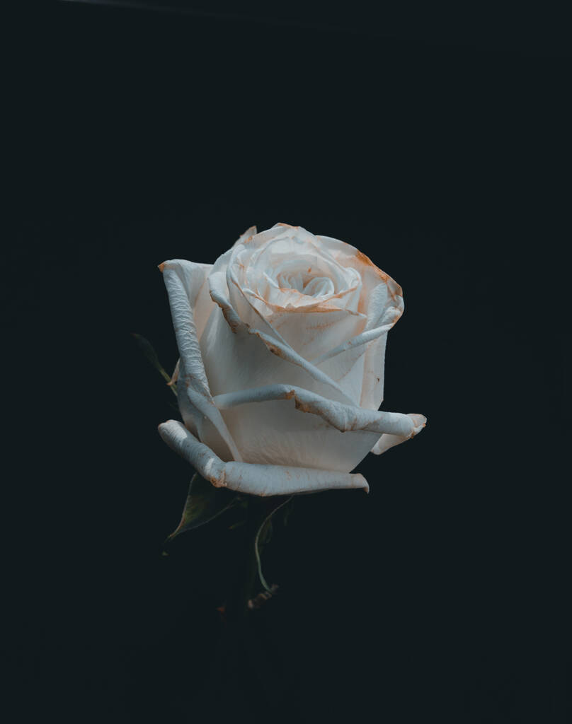 A withered white rose isolated on a dark background - Photo, Image
