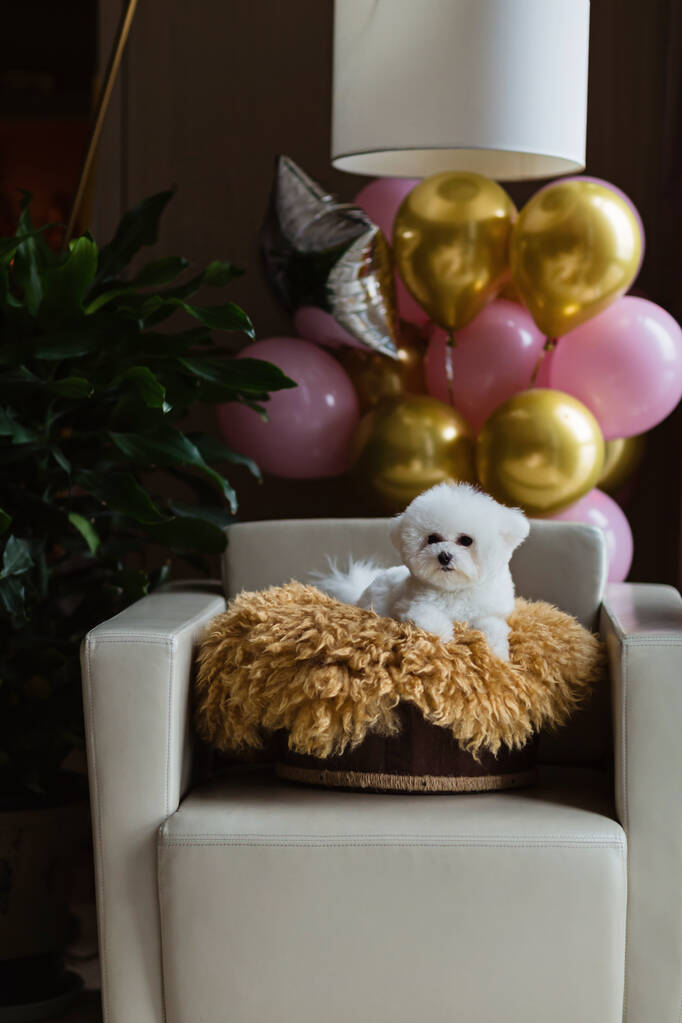Roztomilý bílý Bichon Frise pes slaví doma narozeniny. Domácí mazlíček party s horkovzdušné balónky růžová a zlatá barva - Fotografie, Obrázek