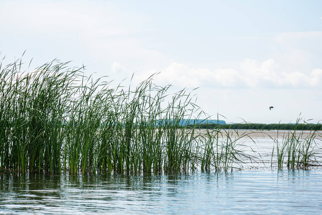landschap met riet en water - Foto, afbeelding