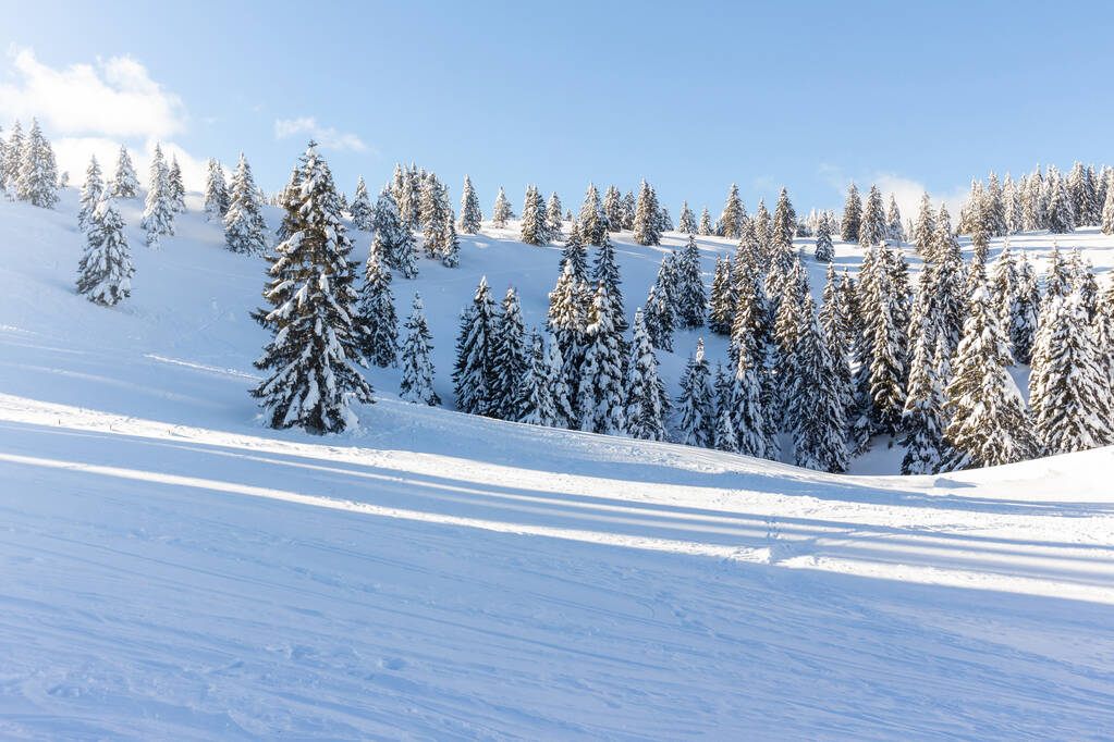 Zimowy krajobraz ze śniegiem na świerkowym lesie - Zdjęcie, obraz