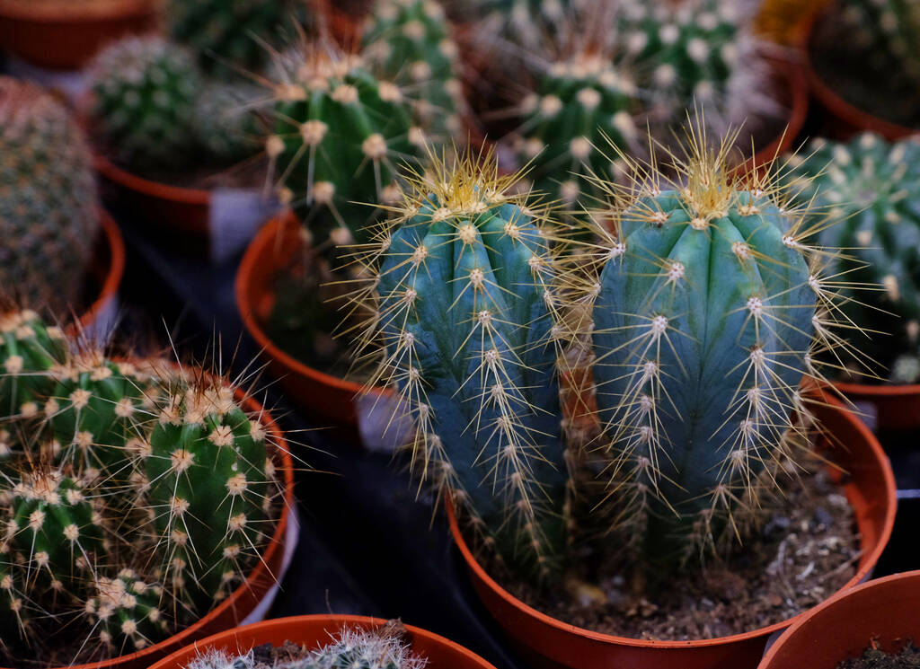 Différents types de pots de cactus verts dans la boutique, fermer - Photo, image