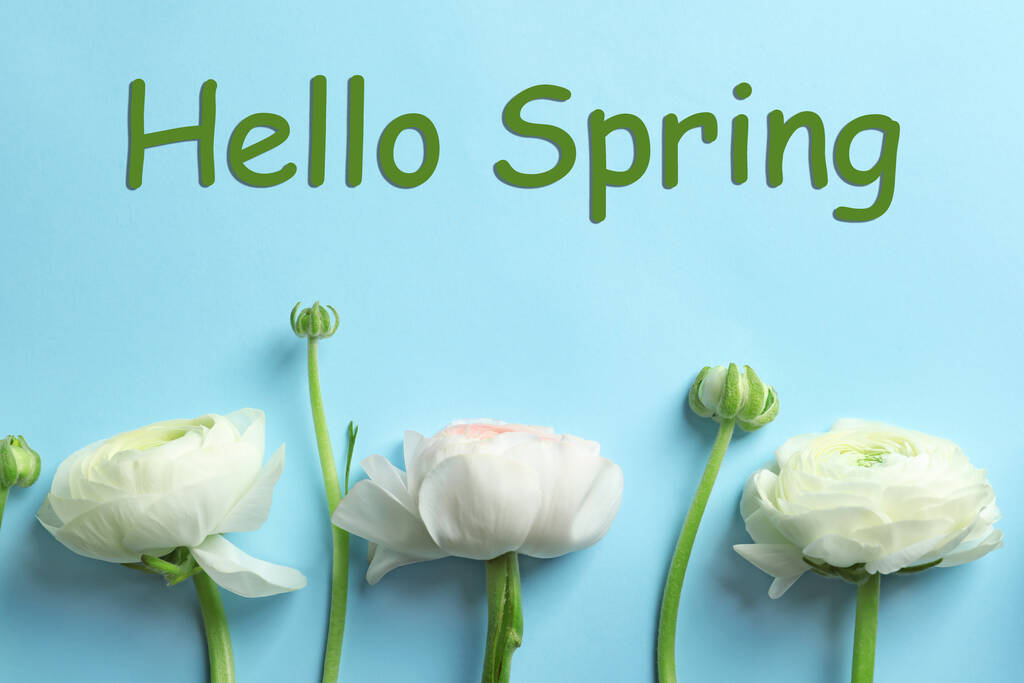 Hola Spring. Hermosas flores ranúnculo sobre fondo azul claro, plano laico - Foto, Imagen