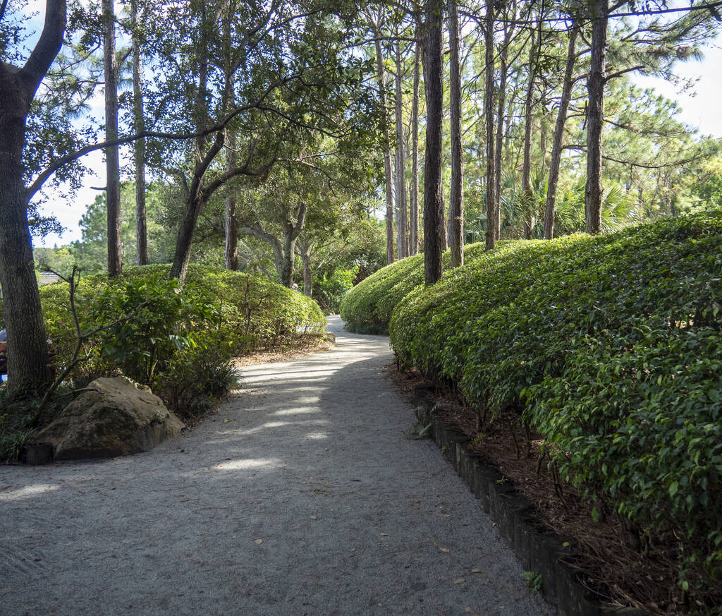 Egy keskeny ösvény a parkban zöld növényekkel és magas fákkal egy napsütéses napon - Fotó, kép