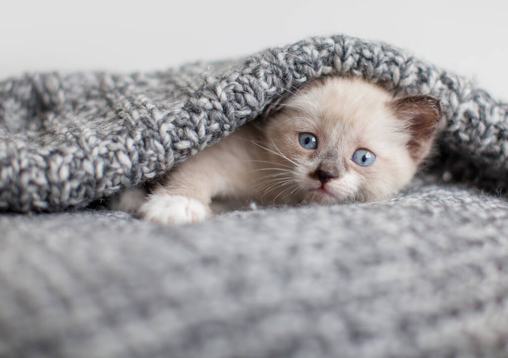 Gatinho em um cobertor de malha branca. Pequeno gato cortado em casa - Foto, Imagem