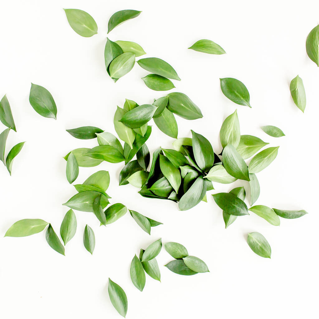 Візерунок, текстура з зеленим листям ізольовані на білому тлі. плоский, вид зверху
 - Фото, зображення
