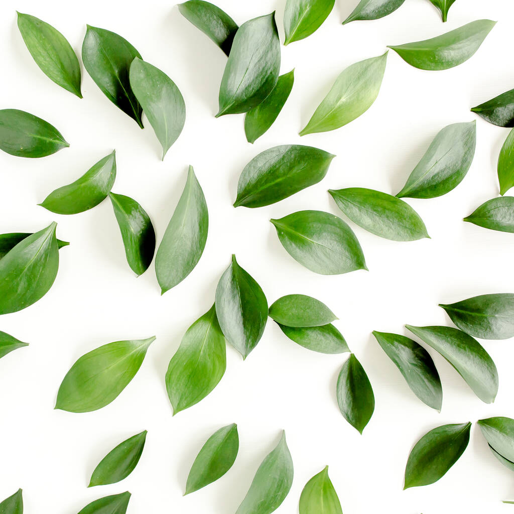 Motif, texture aux feuilles vertes isolées sur fond blanc. poser à plat, vue de dessus - Photo, image