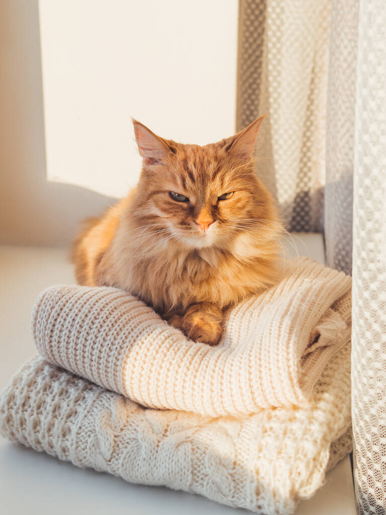 Roztomilá zrzavá kočka spí na hromadě pletených svetrů. Zimní západ slunce. Fluffy pet na parapetu s teplým oblečením. - Fotografie, Obrázek