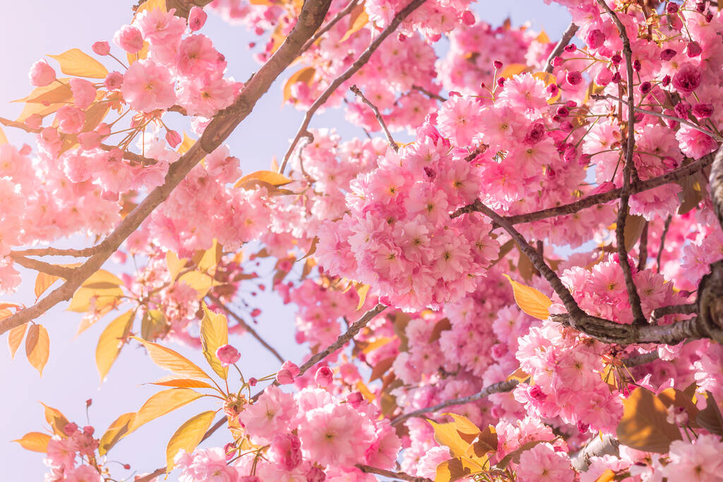 Prunus serrulata of Japanse kersenboom kersenbloesems roze bloemen bloeien in het voorjaar - Foto, afbeelding