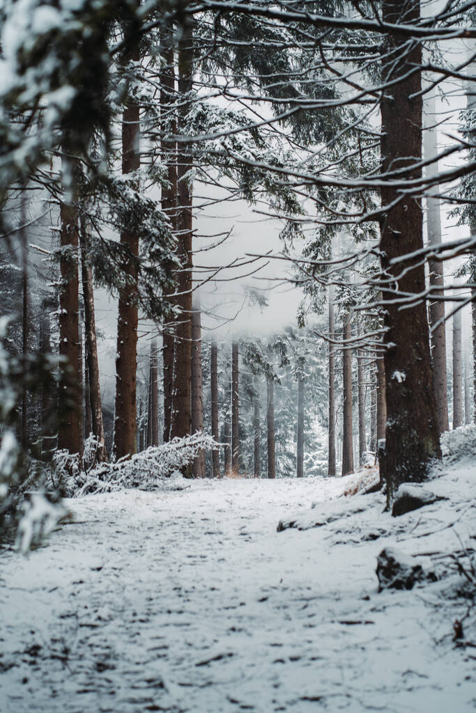 Een prachtig landschap van een bos met veel dennenbomen bedekt met sneeuw op een koude winterdag - Foto, afbeelding