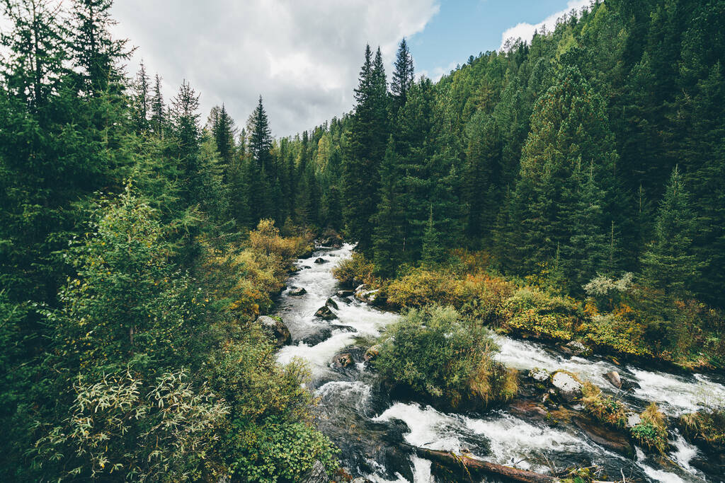 Prachtige herfst landschap met een prachtige snelle beek in een diep bos met mossige stenen in het midden; een landschap met een beek in het bos omgeven door sparren, ceders, en andere coniferen van de taiga - Foto, afbeelding