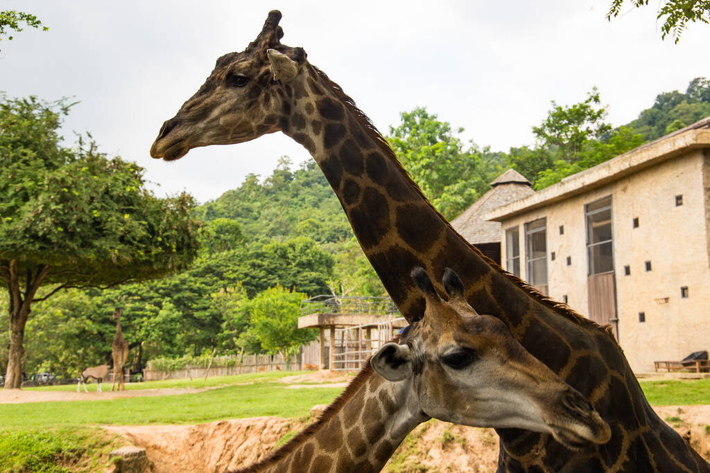Pattaya yakınlarındaki Tayland 'da bir hayvanat bahçesi ve bir sürü hayvan.. - Fotoğraf, Görsel