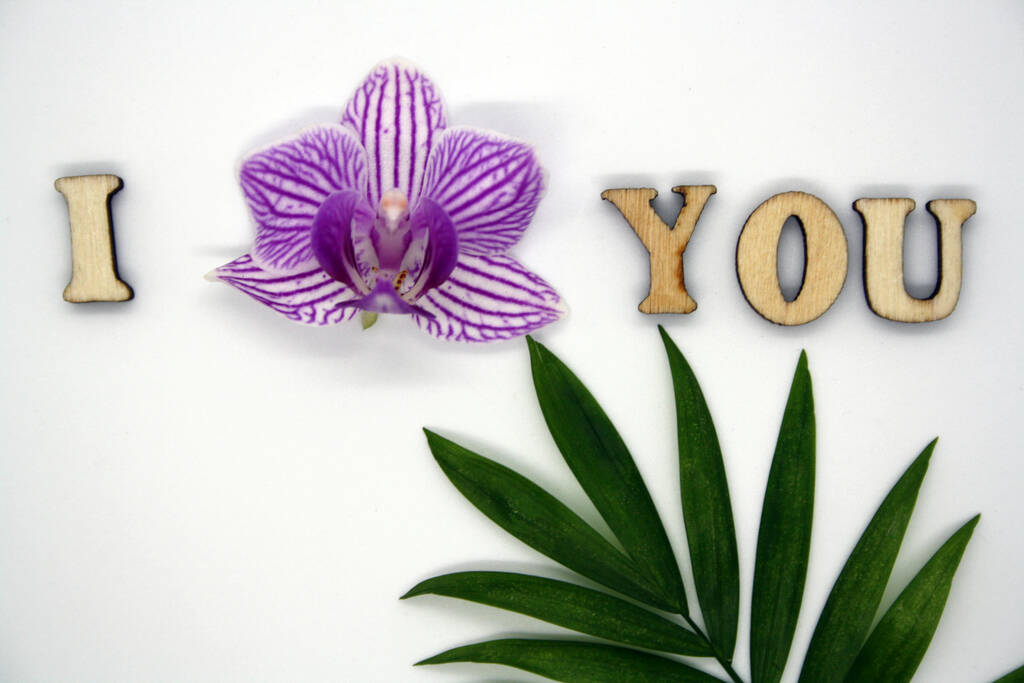 Text Miluju tě s orchidejí na bílém pozadí. Mezera pro text. - Fotografie, Obrázek