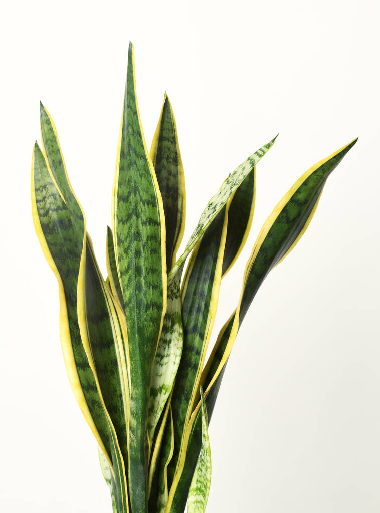 Sansevieria trifasciata kukkaruukussa valkoisella pohjalla - Valokuva, kuva