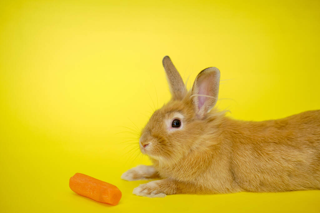 Mignon lapin vu près des carottes du côté sur un fond jaune. V2 - Photo, image