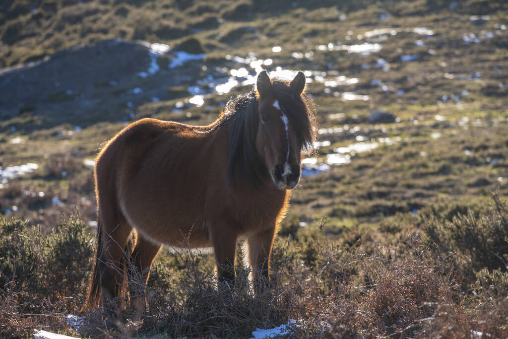un bel colpo di un simpatico pony in piedi sul prato sotto il sole - Foto, immagini