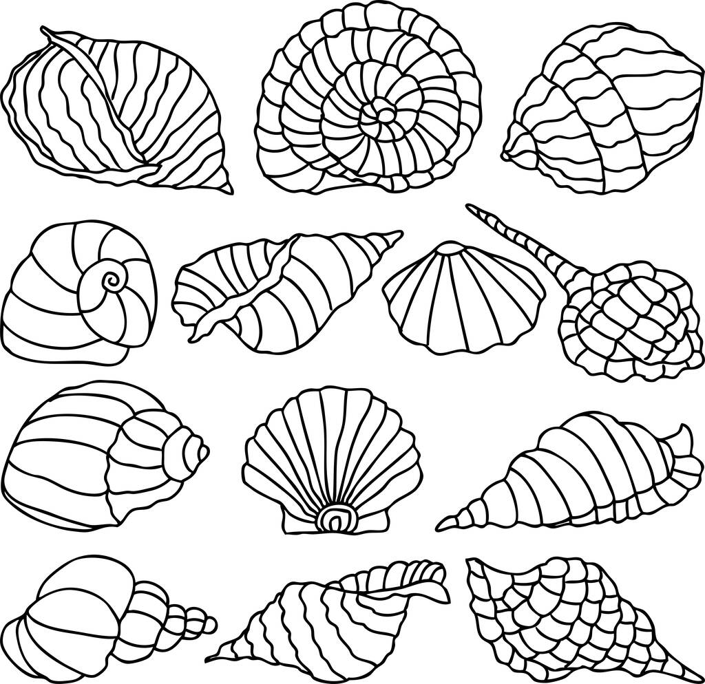 Vector image of outlines various sea shells - Vector, Image