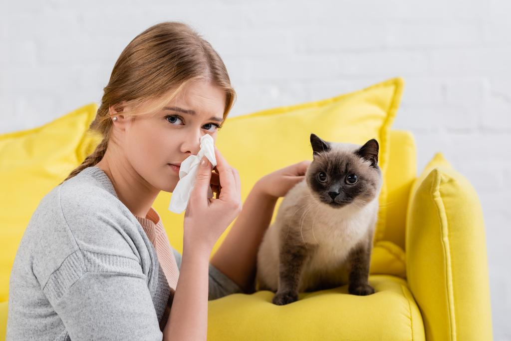 Young woman holding napkin during allergy snuffle near siamese cat on couch  - Photo, Image