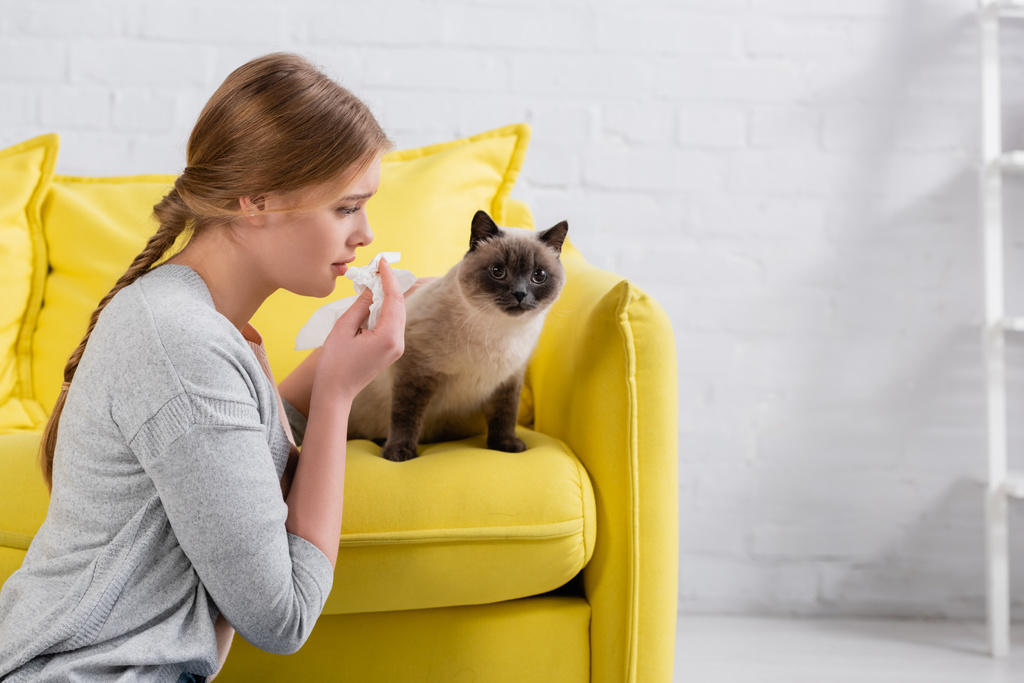 Seitenansicht einer Frau mit Serviette, die bei einer Allergie zu Hause auf eine siamesische Katze blickt  - Foto, Bild