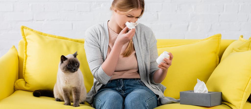 Woman holding pills and napkin during allergy near siamese cat on sofa, banner  - Foto, Imagen