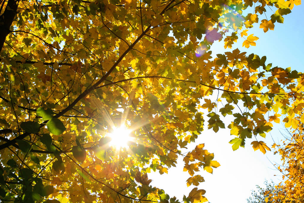 Skutečná Podzimní krajina - zlatý javor se slunečním světlem na slunné louce. Stolové hory, Národní park v Polsku - Fotografie, Obrázek