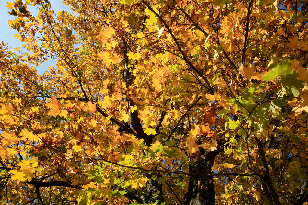 Настоящий осенний пейзаж - золотой клен с солнечным светом на солнечном лугу. Горы Столоу, Национальный парк Польши - Фото, изображение
