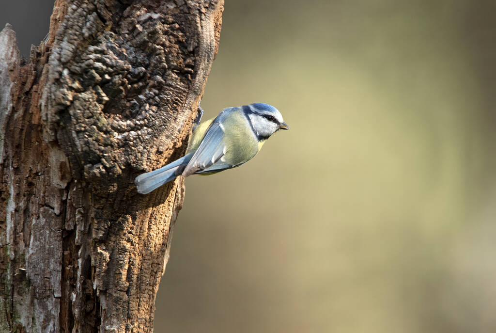 Blue tit with the first light of the morning in an oak forest on a cold and cloudy winter morning - Фото, изображение
