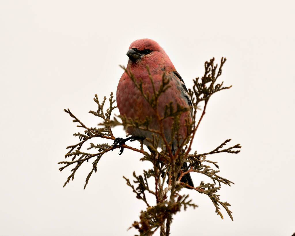 Pine Grosbeak közelkép profilkép, ültetett cédrusfa homályos hátterű környezetében és élőhelyén megjelenítő piros toll tollazat. Képet. Képet. Portré. Pine Grosbeak Stock Fotók. - Fotó, kép