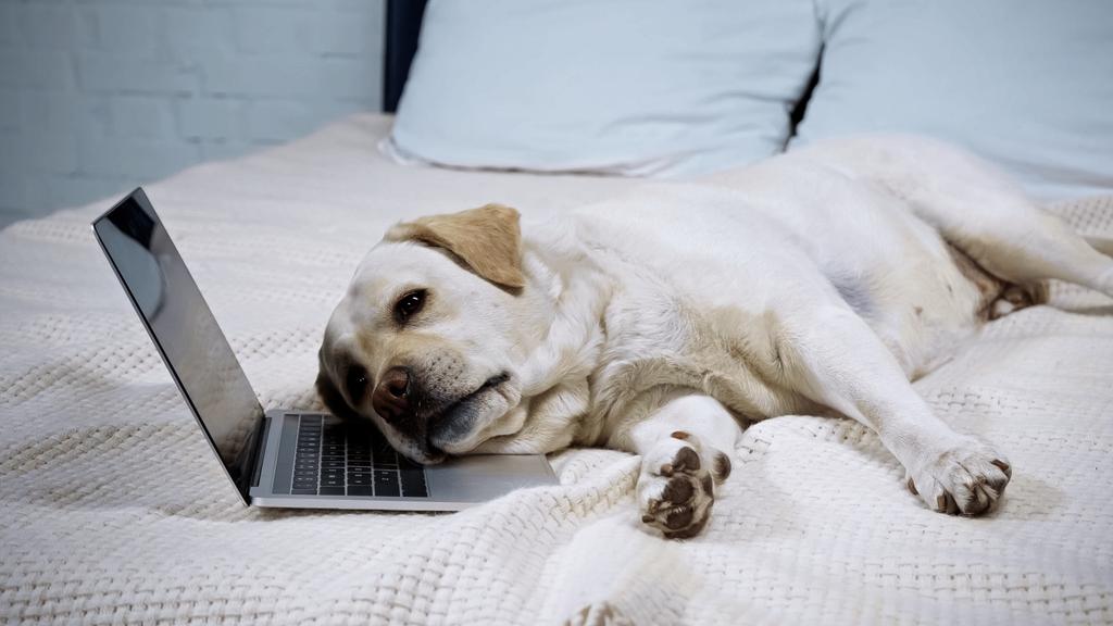 Yatakta dizüstü bilgisayarın yanında yatan yorgun Golden Retriever - Fotoğraf, Görsel