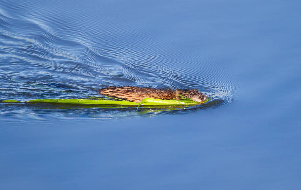 Muskrat, Ondatra zibethicus. El animal flota en el río, sostiene hojas de caña verde en sus dientes - Foto, Imagen
