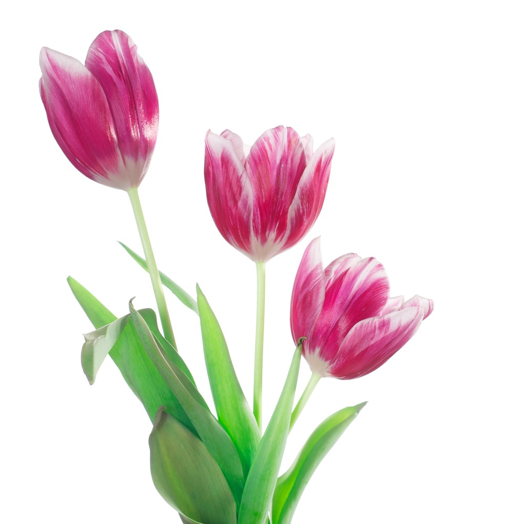 tři tulipány - Fotografie, Obrázek
