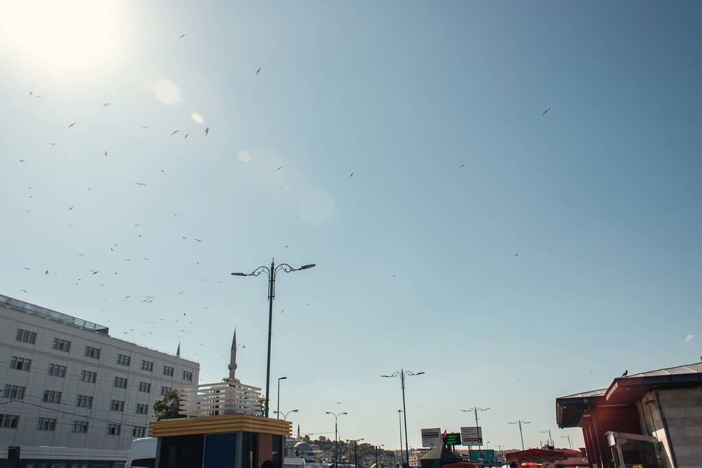 Low angle view of birds flying in sky above urban street in Istanbul, Turkey  - Photo, Image