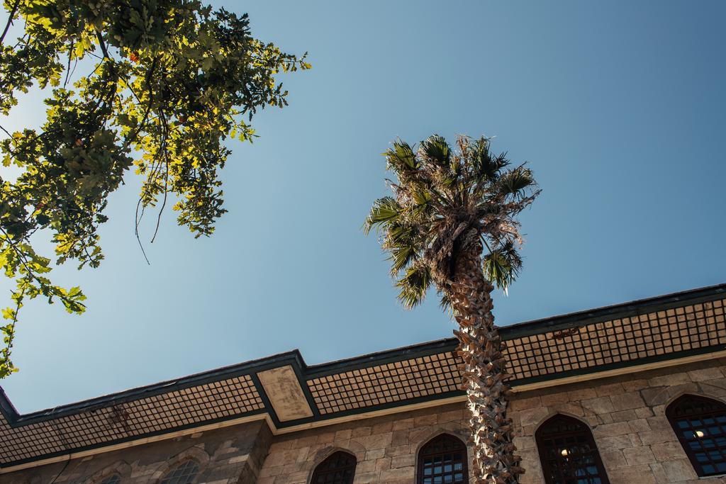 Внизу видніються дерева біля будівлі і голубе небо на задньому плані в Стамбулі (Туреччина).  - Фото, зображення
