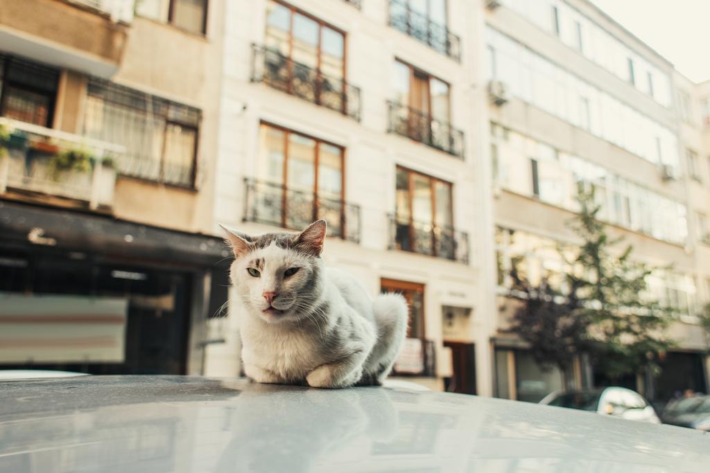 Gatto seduto sul tetto di auto con strada su sfondo sfocato - Foto, immagini
