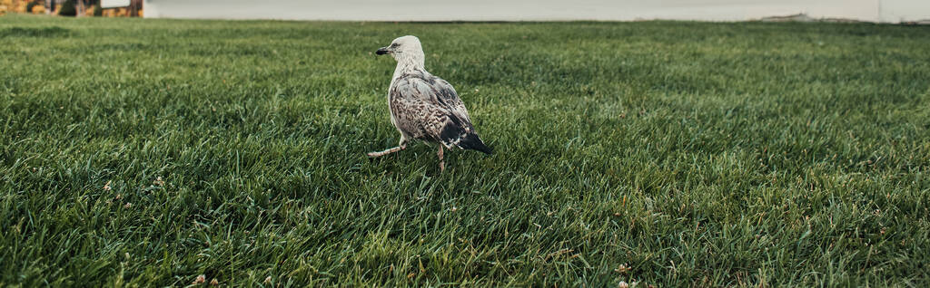Szary ptak na zielonej trawie łąki, sztandar  - Zdjęcie, obraz
