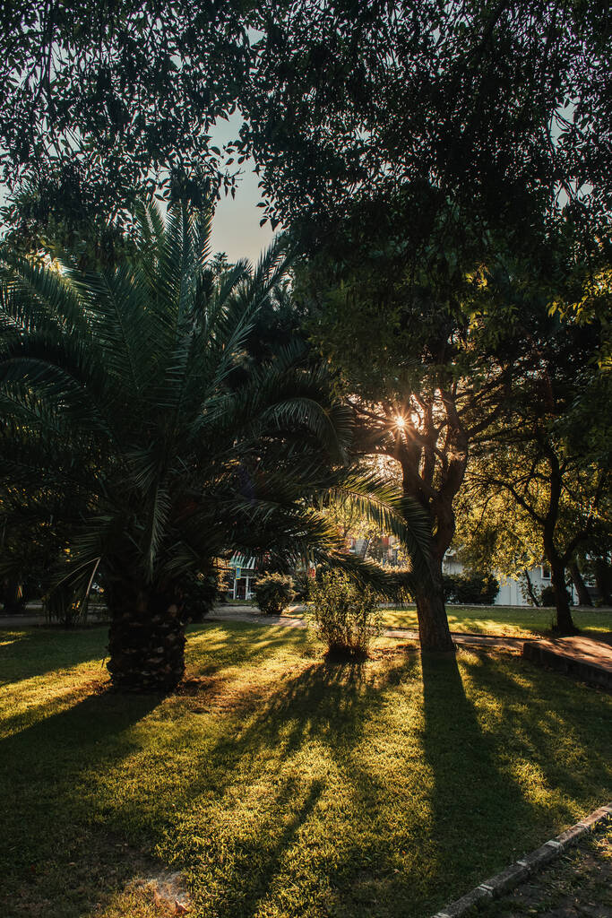 palmera y sicómoros en césped herboso en el parque - Foto, imagen