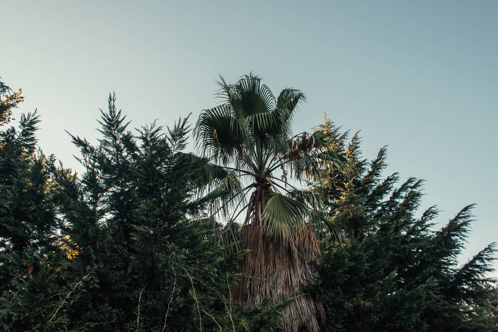 palmiers et sapins contre le ciel bleu - Photo, image
